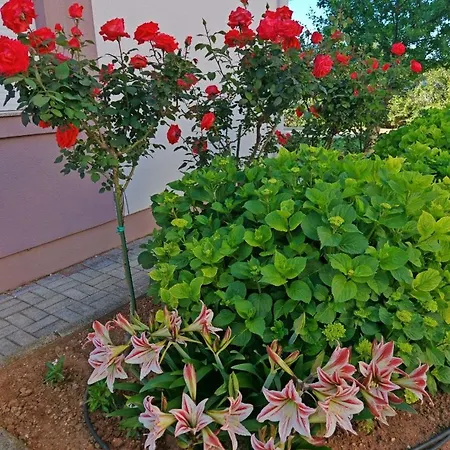 Apartman Zatonka *